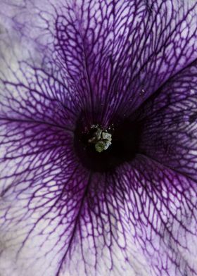 Petunia flowering close up