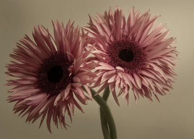 Pink gerbera flowers 