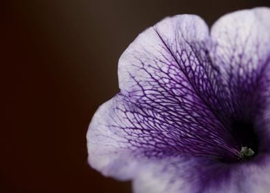 Petunia flowering close up