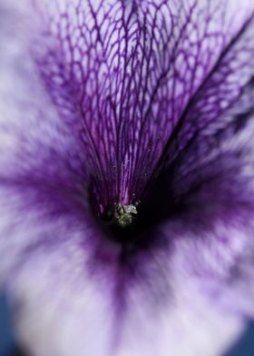 Petunia flower blossoming