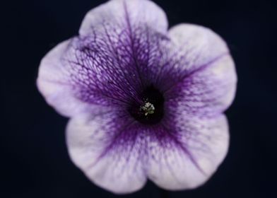 Petunia flower blossoming