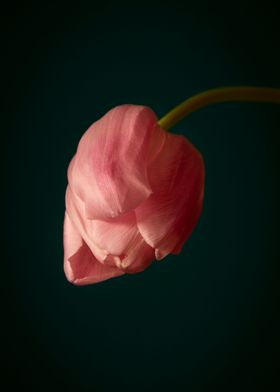 Pink tulip dark background