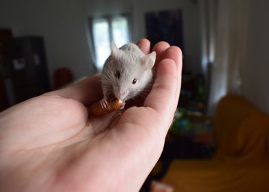 Mouse and Almond 2