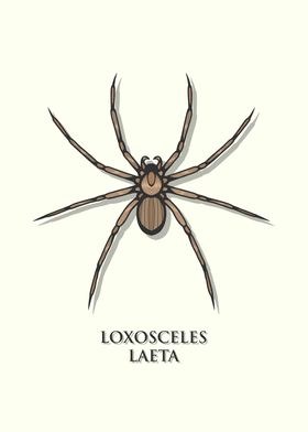 Chilean Recluse Spider