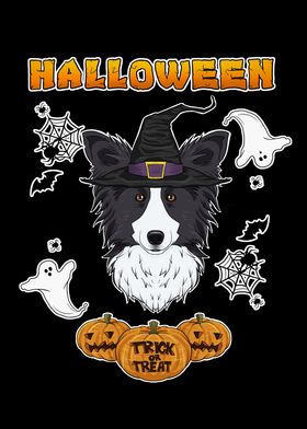 Halloween Border Collie