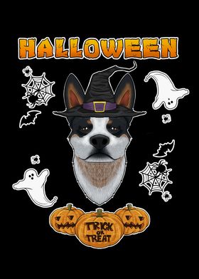 Halloween I Blue Heeler