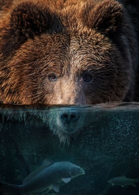 Bear half in the water