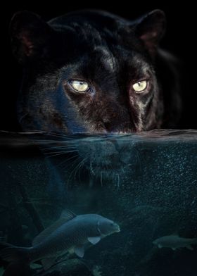 Portrait leopard in water
