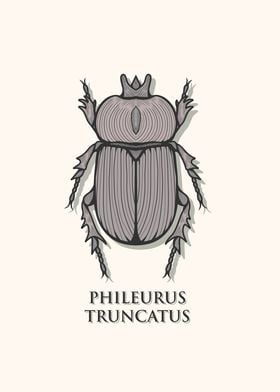 Triceratops Beetle