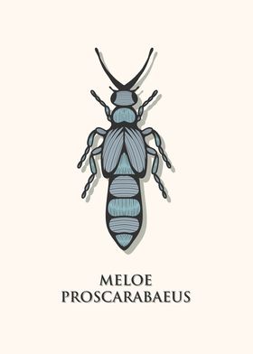 European Oil Beetle