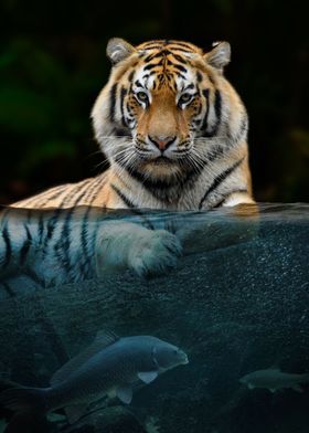Tiger half in the water