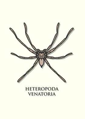 Huntsman Spider