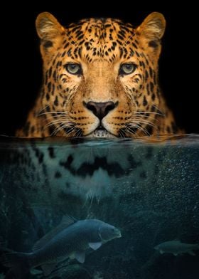 Leopard half in the water