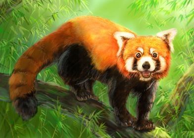 Red Panda