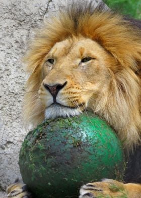 Lion Resting On A Ball