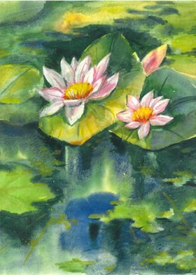  Water lillies