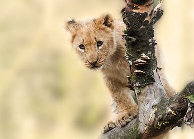 Cute Climbing Baby Lion