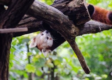 Hanging Red Panda