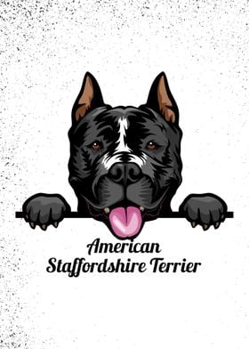 American staffordshire 