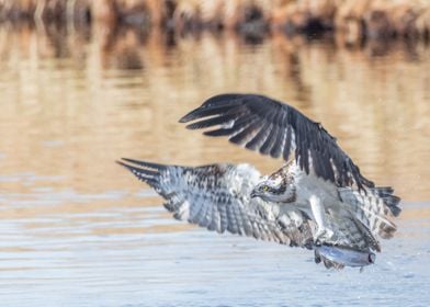 Osprey