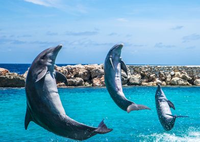 Three Dolphins In The Sea