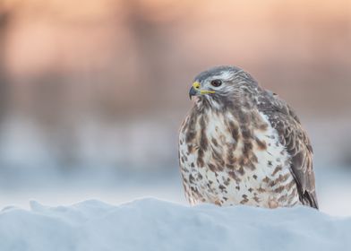 buzzard