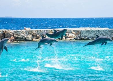 Dolphins Jumping from sea