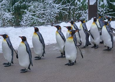 Group Of Penguins