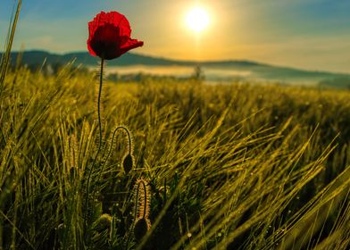 Mohn im Morgenlicht