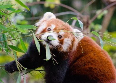 Red Panda 2