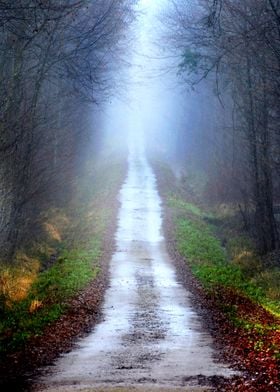 Path In The Foggy Forest