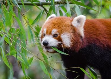 Red Panda 2