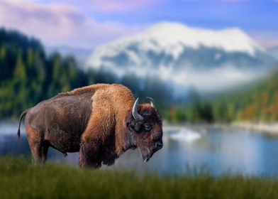 Bison on mount backdrop