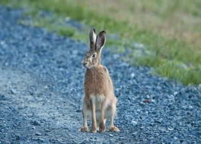 Aufmerksamer Hase