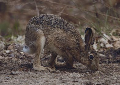 Feldhase im Wald