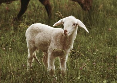 Babyschaf auf Weide