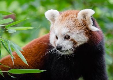 Red Panda In The Wild