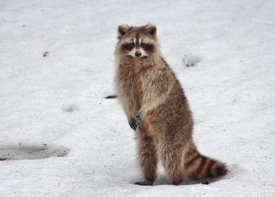 Raccoon In The Snow