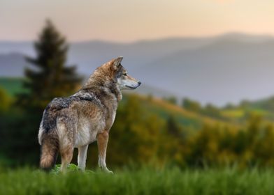 Wolf on mount background