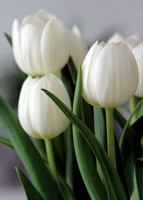 White Tulips 