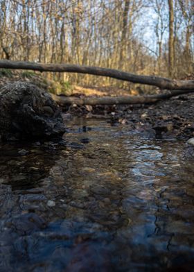 Stream in the Woods