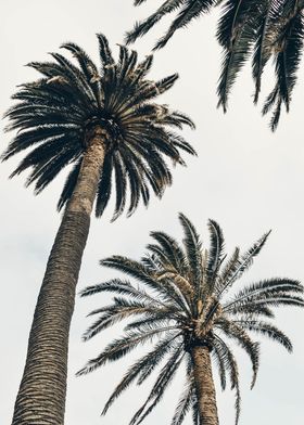 Palm trees CA