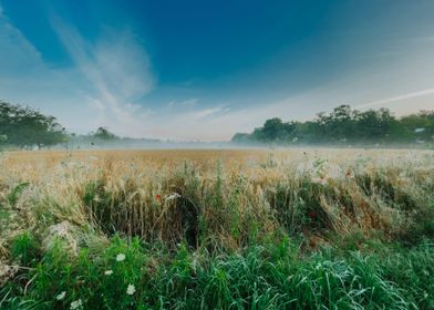 foggy morning on fields