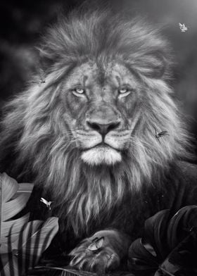 Lion in Black and White