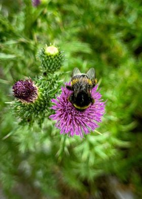 Bee Flower