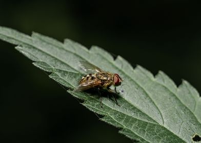 Fly on Leaf