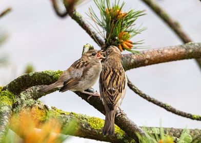 House sparrow feeds child