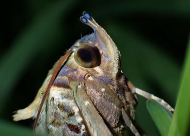 The dotunderwing moth