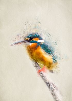 Colorful Kingfisher Bird