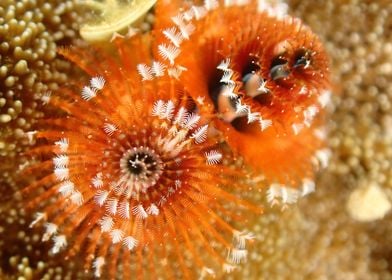 Christmas Tree Worms